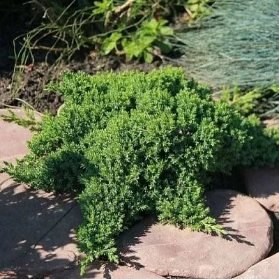 Можжевельник АВАСИ лежачий  Можжевельник АВАСИ лежачий в Симферополе