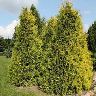 Туя АУРЕОСПИКАТА западная  Туя АУРЕОСПИКАТА западная в Симферополе
