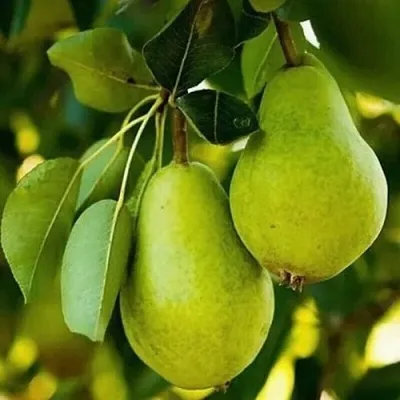 Груша СЕВЕРЯНКА колонновидная в Симферополе