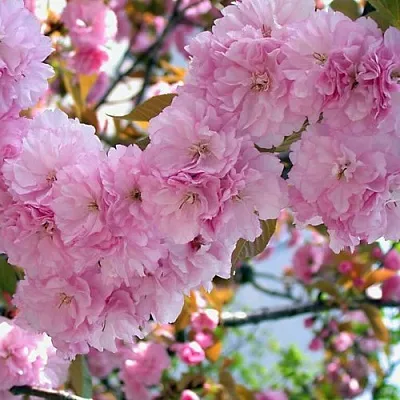 Сакура ОШИДАРЕ  Сакура ОШИДАРЕ в Симферополе