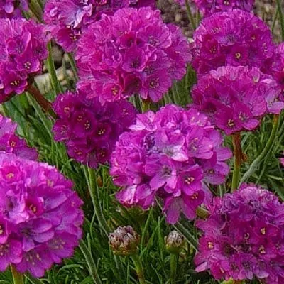 Армерия МОНИНГ СТАР ДИП РОУЗ  Армерия МОНИНГ СТАР ДИП РОУЗ в Симферополе