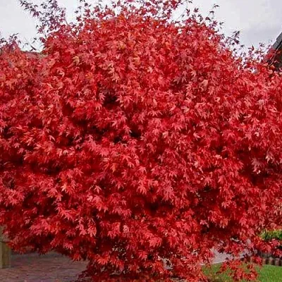 Клен гиннала   Клен гиннала  в Симферополе