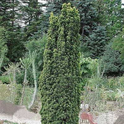 Тис ФАСТИГИАТА РОБУСТА  ягодный   Тис ФАСТИГИАТА РОБУСТА  ягодный  в Симферополе