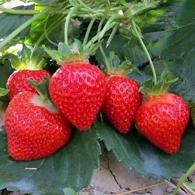 Клубника ТЕА в Симферополе