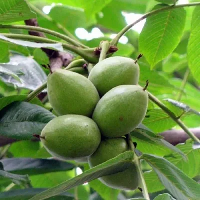 Орех маньчжурский МИЧУРИНЕЦ  Орех маньчжурский МИЧУРИНЕЦ в Симферополе