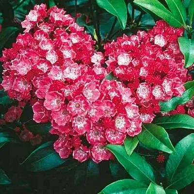 Кальмия КАРДИНАЛ  Кальмия КАРДИНАЛ в Симферополе