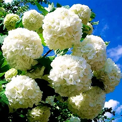 Калина БУЛЬДЕНЕЖ  Калина БУЛЬДЕНЕЖ в Симферополе