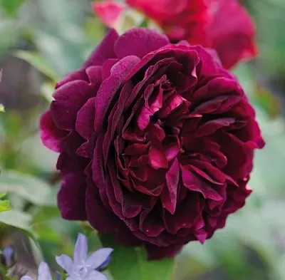 Саженцы роз МАНСТЕД ВУД английская  Саженцы роз МАНСТЕД ВУД английская в Симферополе