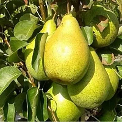 Груша ПАТЕН (ГЛУБОКСКАЯ)  Груша ПАТЕН (ГЛУБОКСКАЯ) в Симферополе