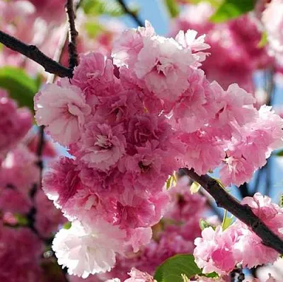 Сакура ПИНК ПЕРФЕКШН  Сакура ПИНК ПЕРФЕКШН в Симферополе