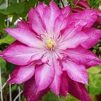 Клематис КАЕН  Клематис КАЕН в Симферополе