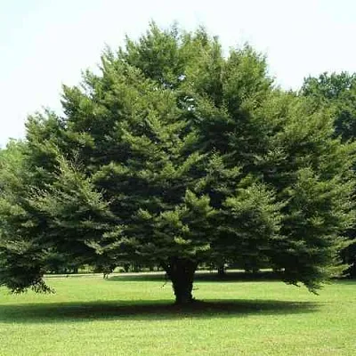 Бук обыкновенный  Бук обыкновенный в Симферополе