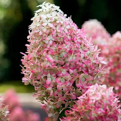 Гортензия РОЯЛ ФЛОВЕР метельчатая  Гортензия РОЯЛ ФЛОВЕР метельчатая в Симферополе