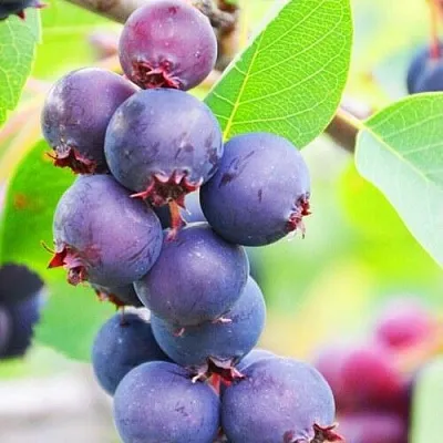 Ирга СМОУКИ  Ирга СМОУКИ в Симферополе