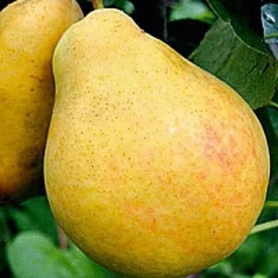Груша САХАРНАЯ в Симферополе