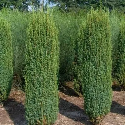 Можжевельник ХИБЕРНИКА обыкновенный  Можжевельник ХИБЕРНИКА обыкновенный в Симферополе