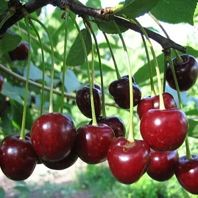 Вишня БЫСТРИНКА  Вишня БЫСТРИНКА в Симферополе