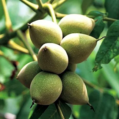 Орех МАНЬЧЖУРСКИЙ  Орех МАНЬЧЖУРСКИЙ в Симферополе