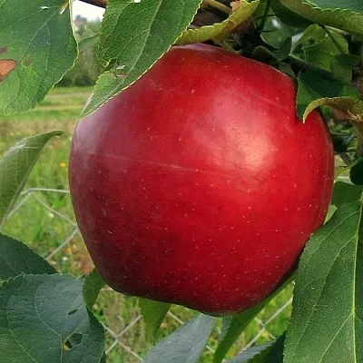 Яблоня РЕДФРИ в Симферополе