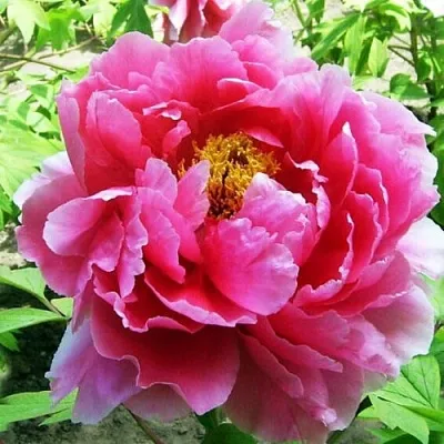 Пион ВОСХОД СОЛНЦА древовидный  Пион ВОСХОД СОЛНЦА древовидный в Симферополе