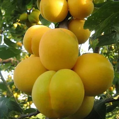 Слива ЛОДВА  Слива ЛОДВА в Симферополе