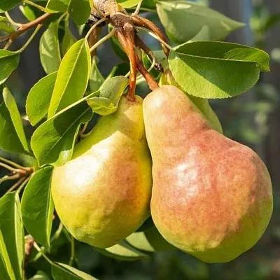 Летние сорта  Летние сорта в Симферополе