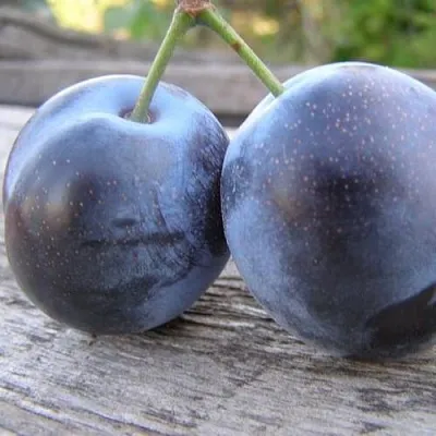 Слива БЛЮФРИ  Слива БЛЮФРИ в Симферополе