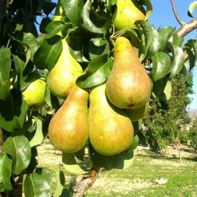 Груша Г-9 колонновидная в Симферополе