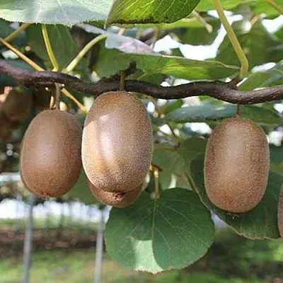 Актинидия ЗАКАРПАТЬЕ деликатесная в Симферополе