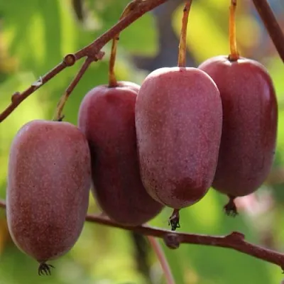 Актинидия ПУРПУРНО САДОВАЯ  аргута в Симферополе