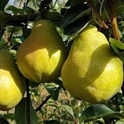 Груша СОКРОВИЩЕ в Симферополе