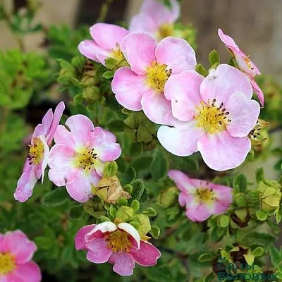 Лапчатка НЬЮ ДАУН кустарниковая  Лапчатка НЬЮ ДАУН кустарниковая в Симферополе