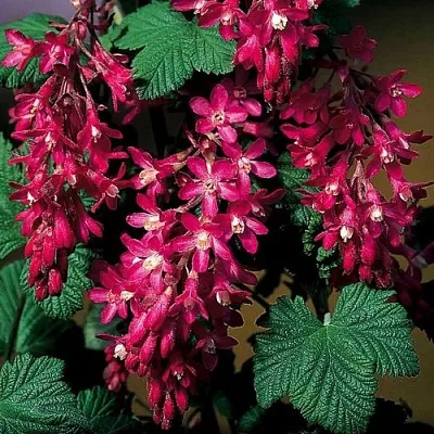 Смородина кроваво-красная  Смородина кроваво-красная в Симферополе