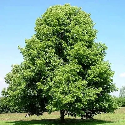 Липа мелколистная  Липа мелколистная в Симферополе