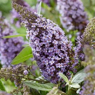 Буддлея давида БАТТЕРФЛЯЙ КАНДИ ЛИЛА СВИТХАРТ  Буддлея давида БАТТЕРФЛЯЙ КАНДИ ЛИЛА СВИТХАРТ в Симферополе