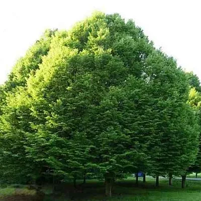 Граб японский  Граб японский в Симферополе