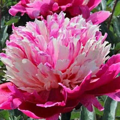 Пион ДЕЙДРИМ травянистый  Пион ДЕЙДРИМ травянистый в Симферополе