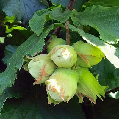 Фундук ТАМБОВСКИЙ РАННИЙ  Фундук ТАМБОВСКИЙ РАННИЙ в Симферополе