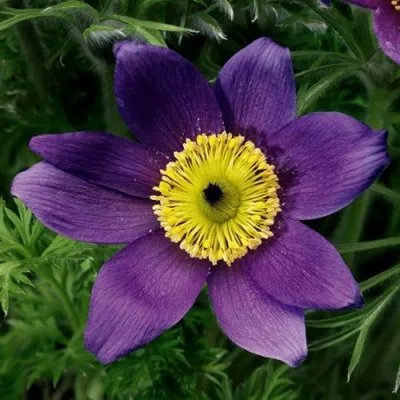 Прострел ПИНВИЛ БЛЮ ШЕЙДЕС в Симферополе