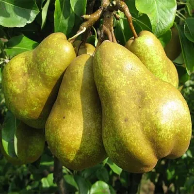 Груша СИЛЬВА в Симферополе