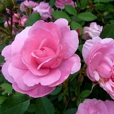 Саженцы роз ДЖОН ДЭВИС плетистая  Саженцы роз ДЖОН ДЭВИС плетистая в Симферополе