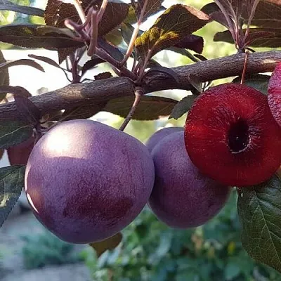 Слива ПАННА   Слива ПАННА  в Симферополе