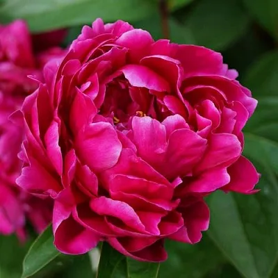 Пион ЛУИ ВАН-ГУТТ травянистый  Пион ЛУИ ВАН-ГУТТ травянистый в Симферополе