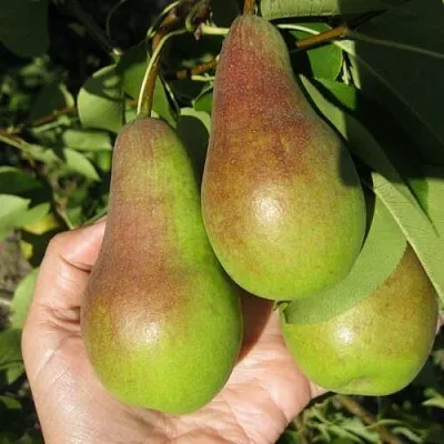Груша ТАЛГАРСКАЯ КРАСАВИЦА в Симферополе