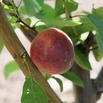 Плумкот БИРИКОККОЛО СУЗИНКОККО  Плумкот БИРИКОККОЛО СУЗИНКОККО в Симферополе