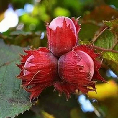 Фундук КРАСНЫЙ ЯНТАРЬ — описание сорта Фундук КРАСНЫЙ ЯНТАРЬ в Симферополе