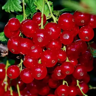 Смородина красная СЕРПАНТИН  Смородина красная СЕРПАНТИН в Симферополе