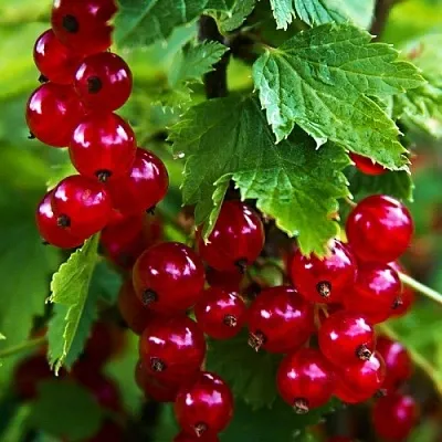 Смородина красная РОЛАН  Смородина красная РОЛАН в Симферополе