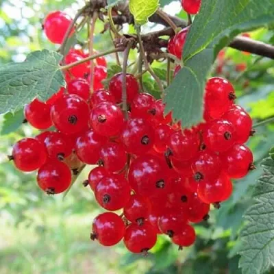 Смородина красная КРАСНАЯ АНДРЕЙЧЕНКО  Смородина красная КРАСНАЯ АНДРЕЙЧЕНКО в Симферополе