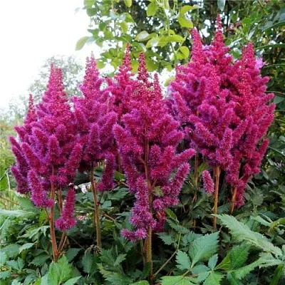 Астильба ВИЖНС китайская  Астильба ВИЖНС китайская в Симферополе